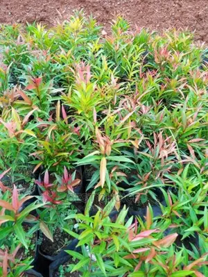 Compound Flowers,Plants,Grass,Pots Replacement