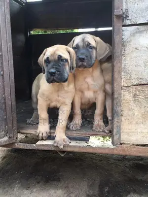 1-3 Months Male Purebred Boerboel