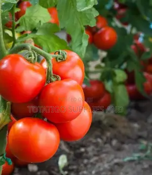 Fresh Fat Tomatoes at All Prices