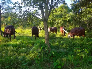 10,000acres of Land for Cattle Grazing Both for Sale/Rental