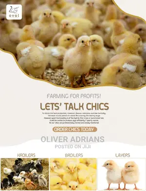 Chicks All Types One Day Old