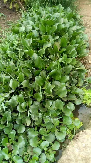 All Plant Types,All Flower Types,Compound Designing.