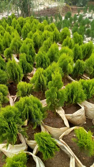 All Plant Types,All Flower Types,Compound Designing.