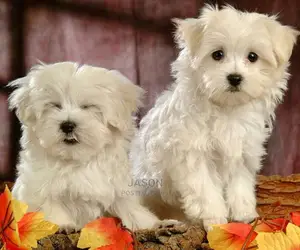 Maltese White Cute Puppies