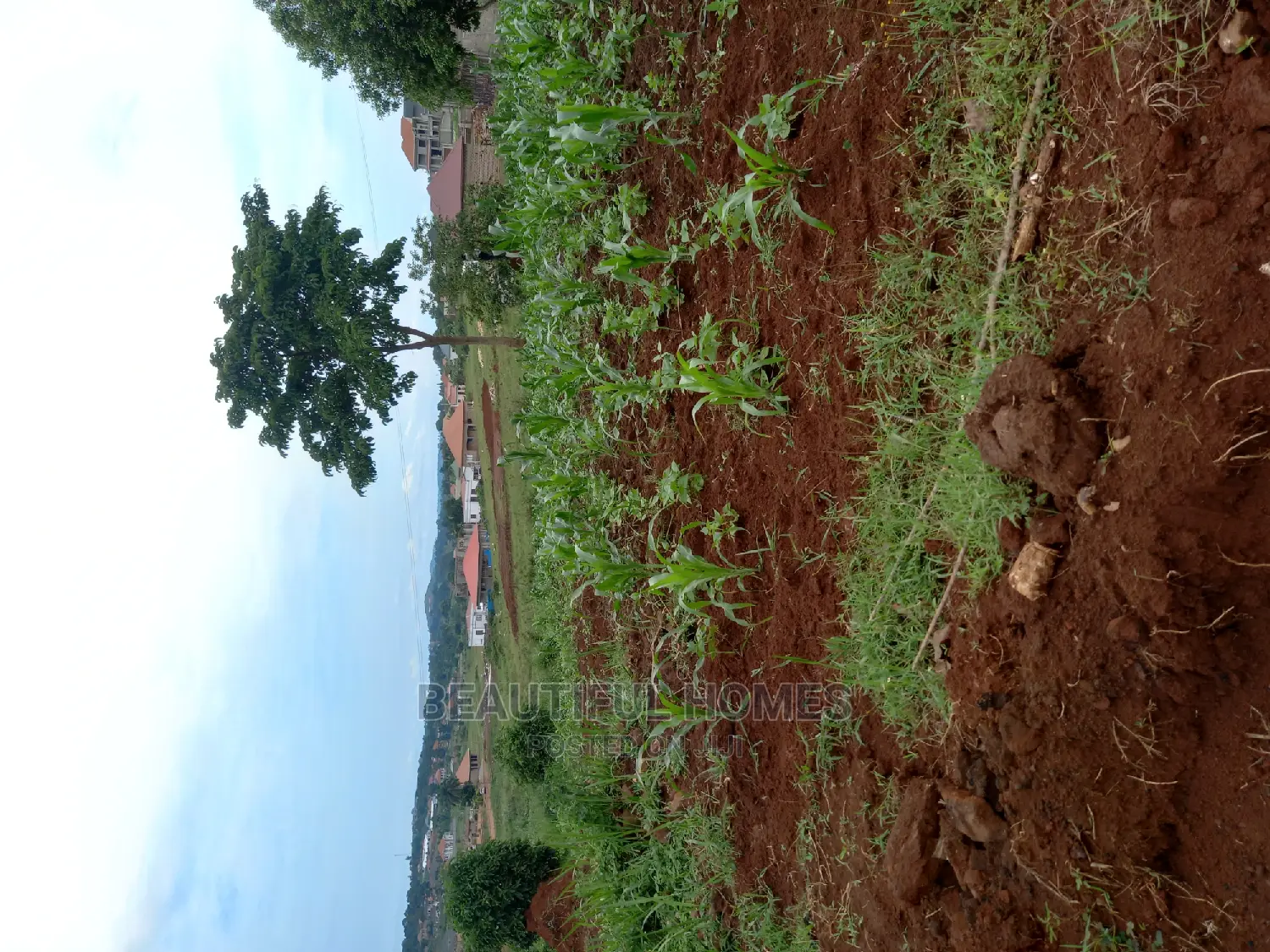 Kira Good Viewing Plot on Sell