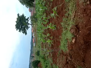 Kira Good Viewing Plot on Sell