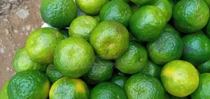 Local Tangerines