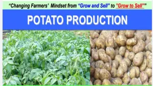 Irish Potato Growing Handbook