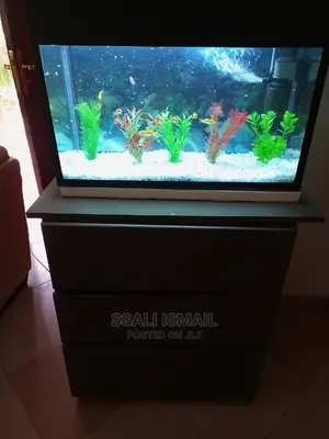 Nice,Small Aquarium