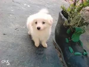 Japanese Spits White Lovely Puppies