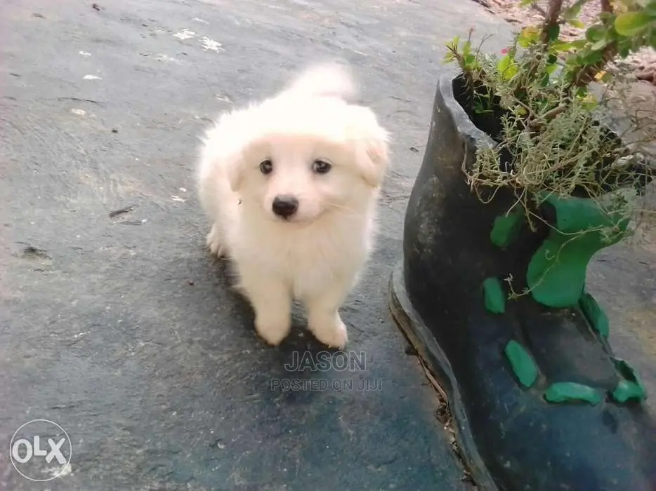 Japanese Spits White Lovely Puppies