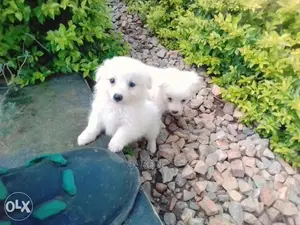 Japanese Spits White Lovely Puppies
