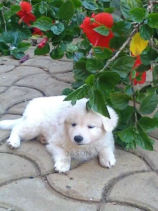 Japanese Spits White Lovely Puppies