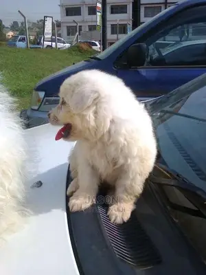 Japanese Spits White Lovely Puppies