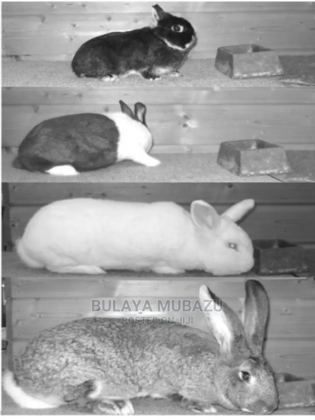 Rabbit Keeping Guide Book