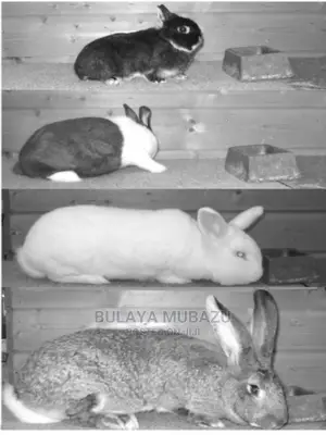 Rabbit Keeping Guide Book