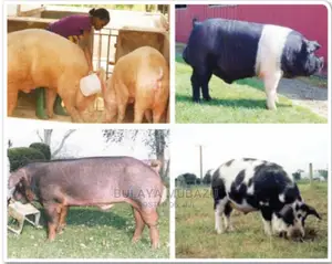 Piggery Guide Book