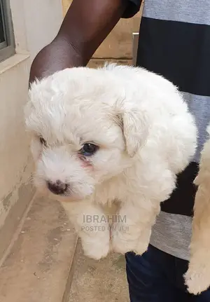 1-3 months Male Purebred Maltese