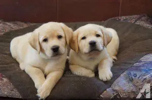 Labrador Retriever Original Puppies