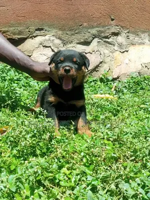 0-1 Month Male Purebred Rottweiler