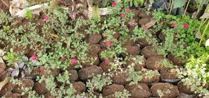 Natural Flowers