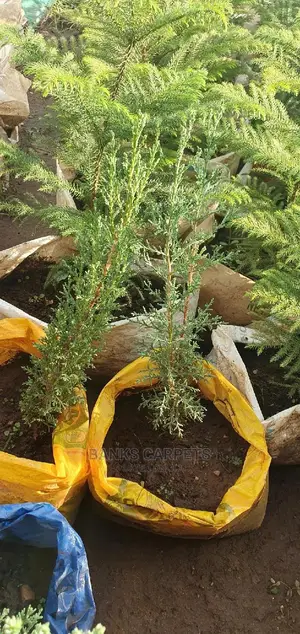 Natural Flowers