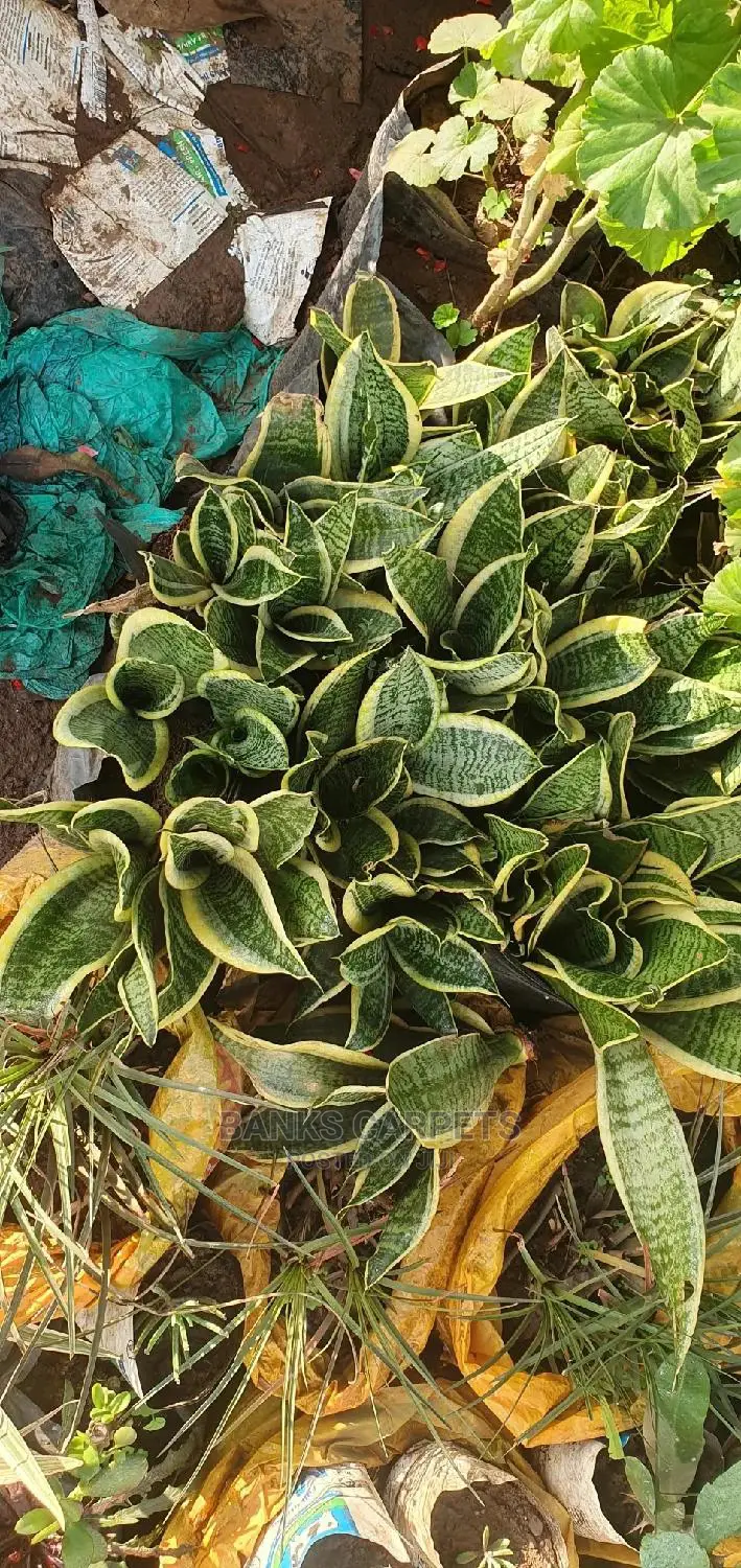 Natural Flowers