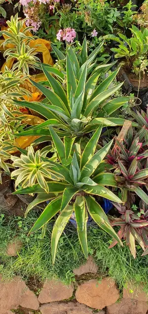 Natural Flowers