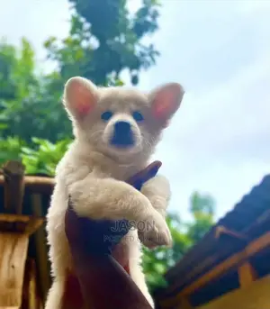 1-3 month Male Purebred Japanese Spitz