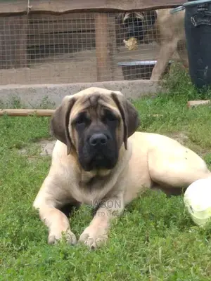 Male Super Original Boerboel Puppy