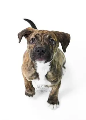 American Terrier Pitbull Puppies