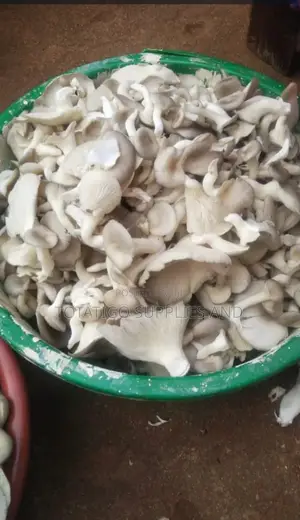 Fresh Yammy Mushrooms-1kg