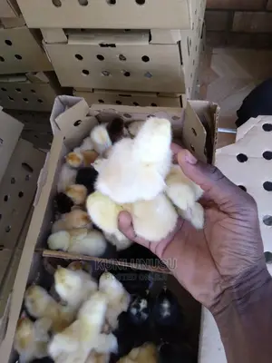 1 Day Old Kuroilers Chicks in Ndeeba