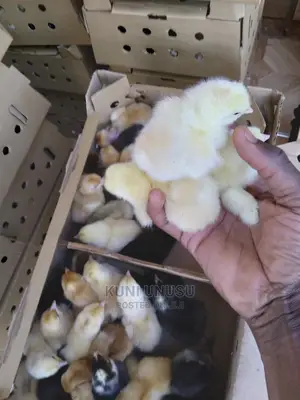 1 Day Old Kuroilers Chicks in Ndeeba