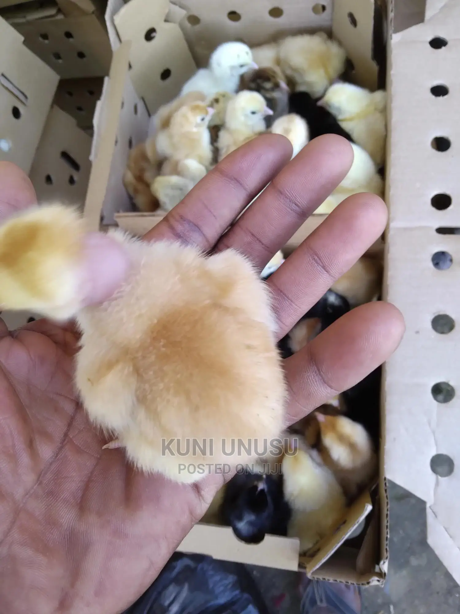 1 Day Old Kuroilers Chicks in Ndeeba