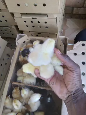 1 Day Old Kuroilers Chicks in Ndeeba