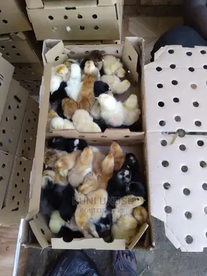 1 Day Old Kuroilers Chicks in Ndeeba