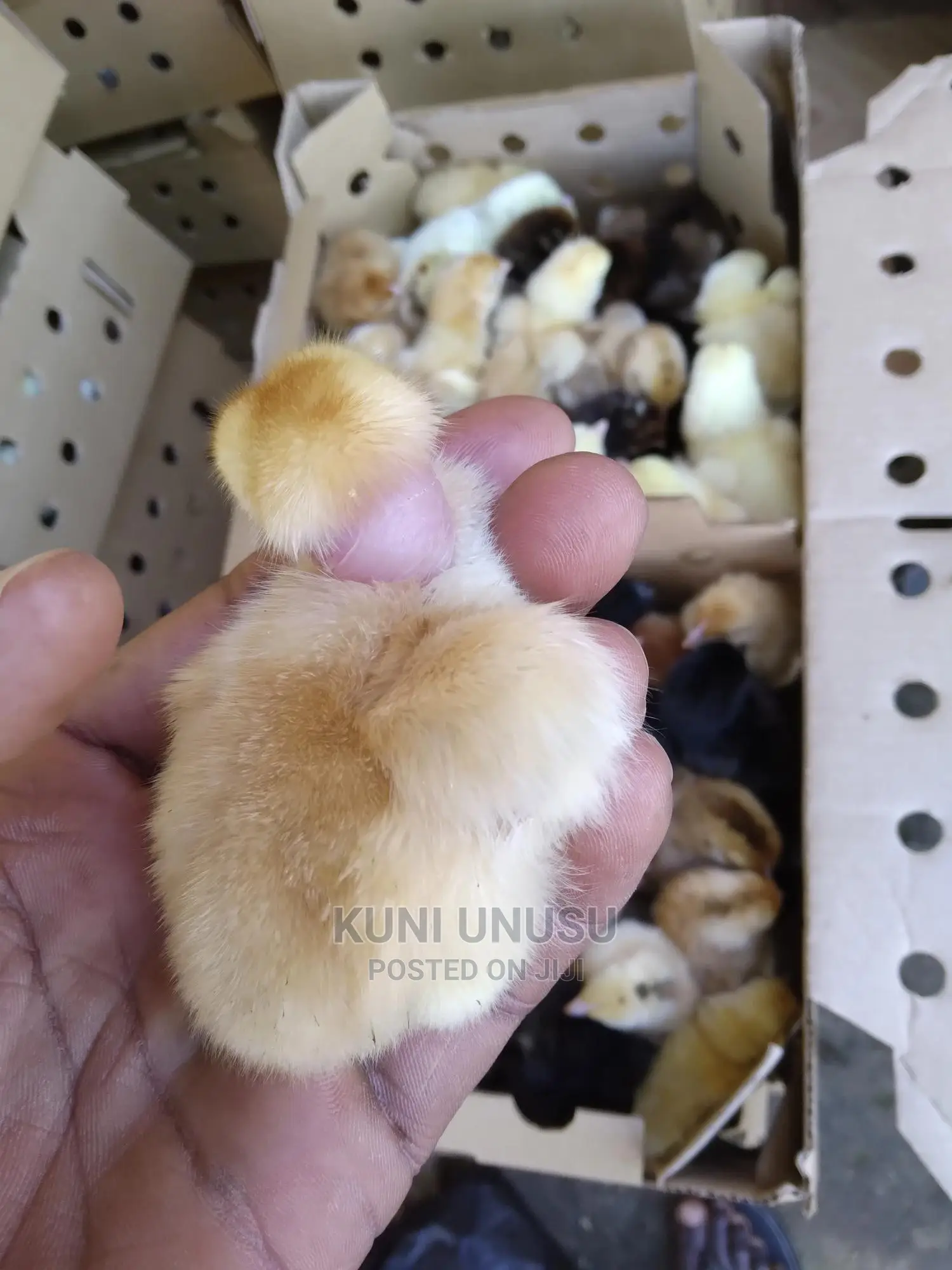 1 Day Old Kuroilers Chicks in Ndeeba