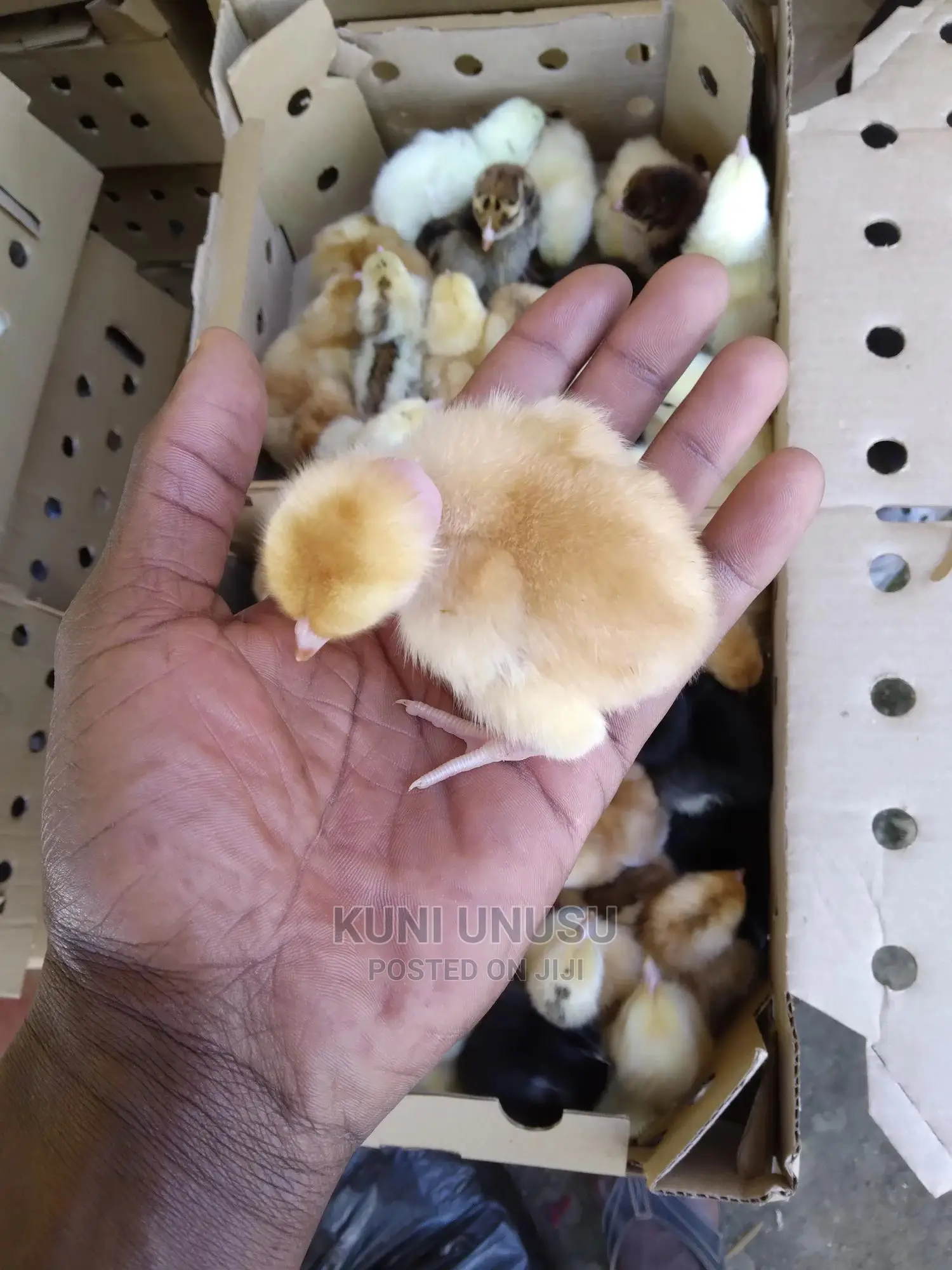 1 Day Old Kuroilers Chicks in Ndeeba