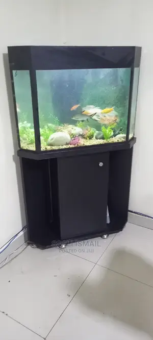 Corner Fish Tank