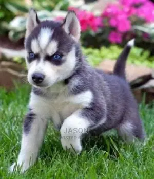 Siberian Husky Puppies