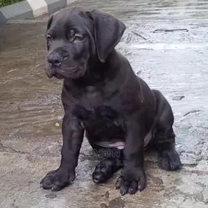 Bull Mastiff Puppies