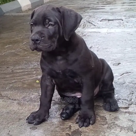 Bull Mastiff Puppies