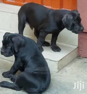 Bull Mastiff Puppies
