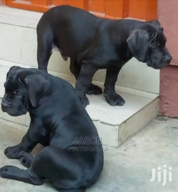 Bull Mastiff Puppies