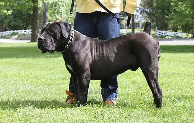 Bull Mastiff Puppies