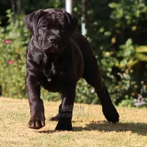 Bull Mastiff Puppies
