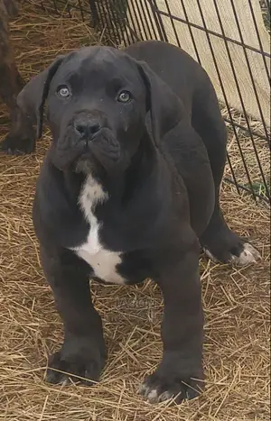 Bull Mastiff Puppies