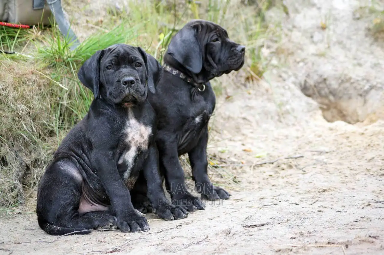 Bull Mastiff Puppies
