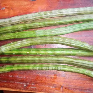 Moringa Drumsticks